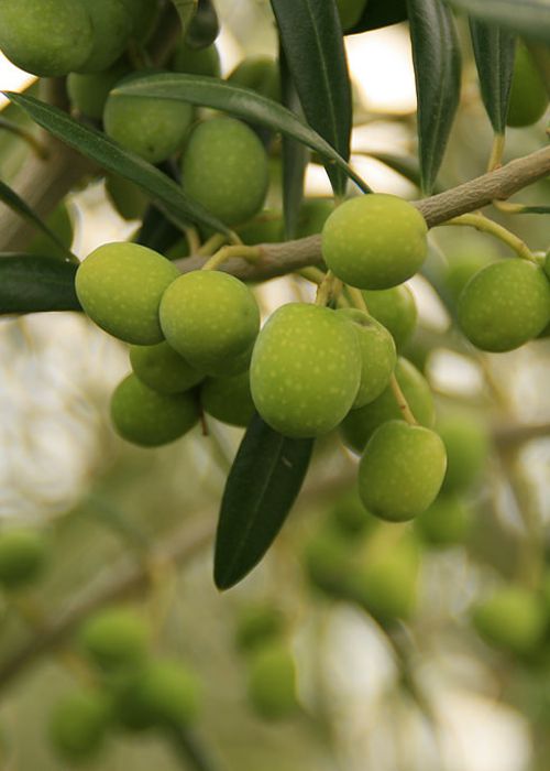 ACEITUNA